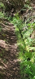 Plants: image 75 Of 208 Thumb